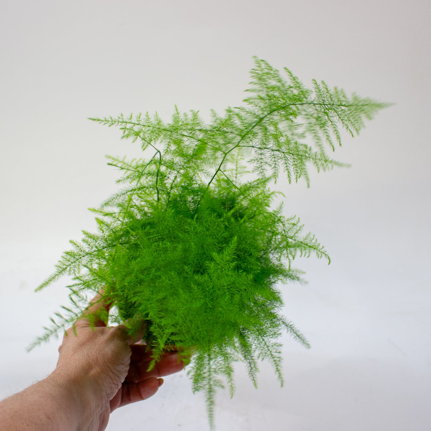 Asparagus setaceus 12cm H30cm
