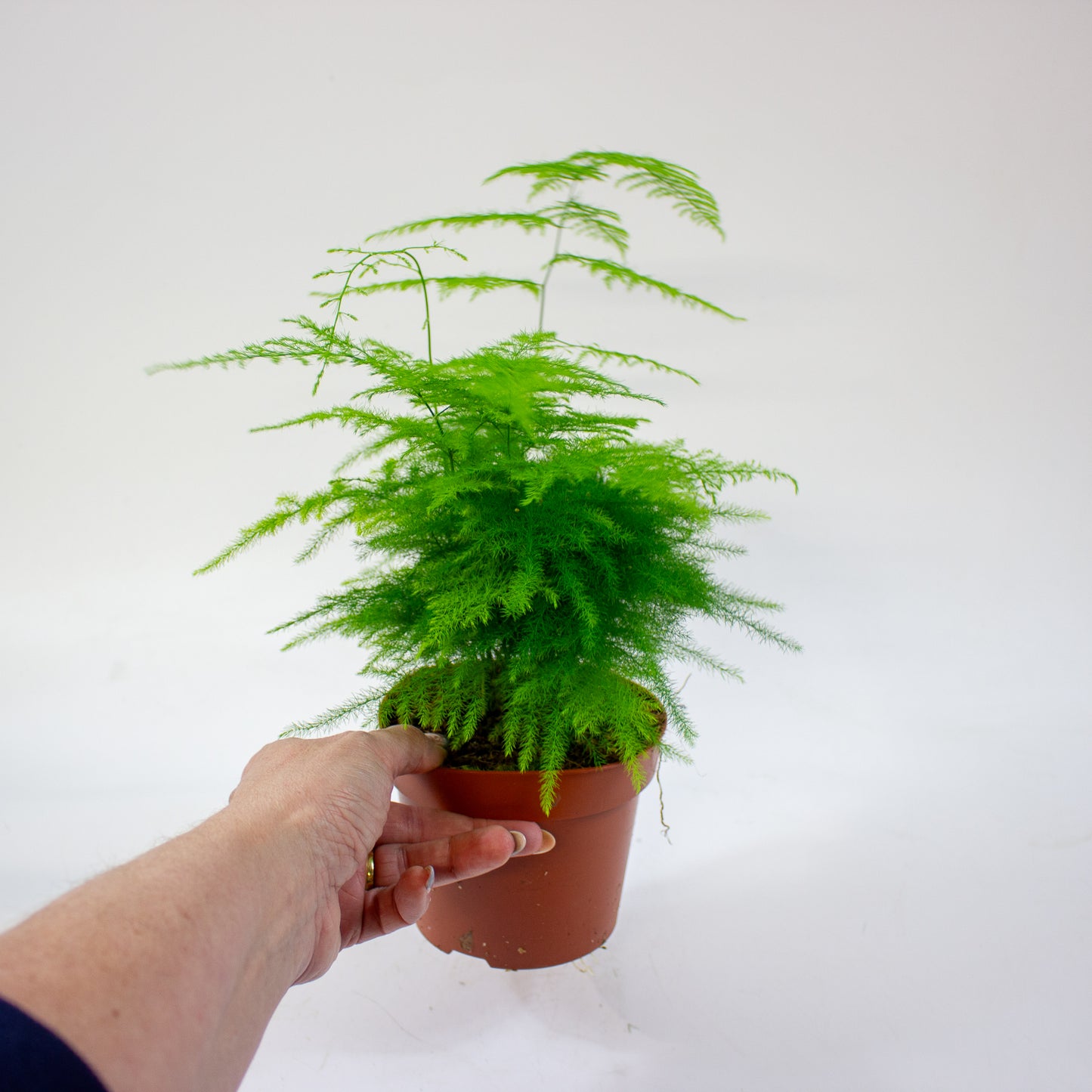 Asparagus setaceus 12cm H30cm