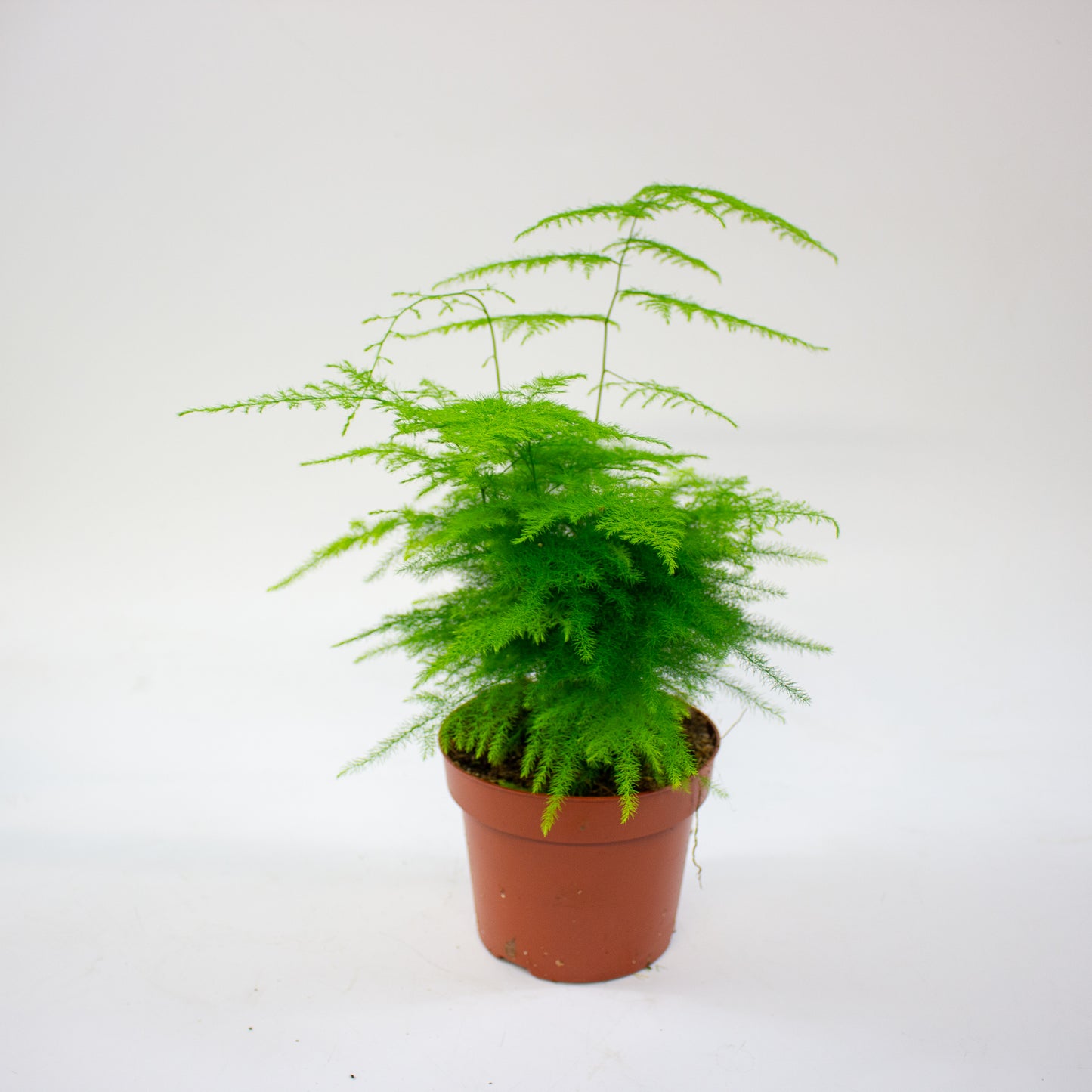 Asparagus setaceus 12cm H30cm