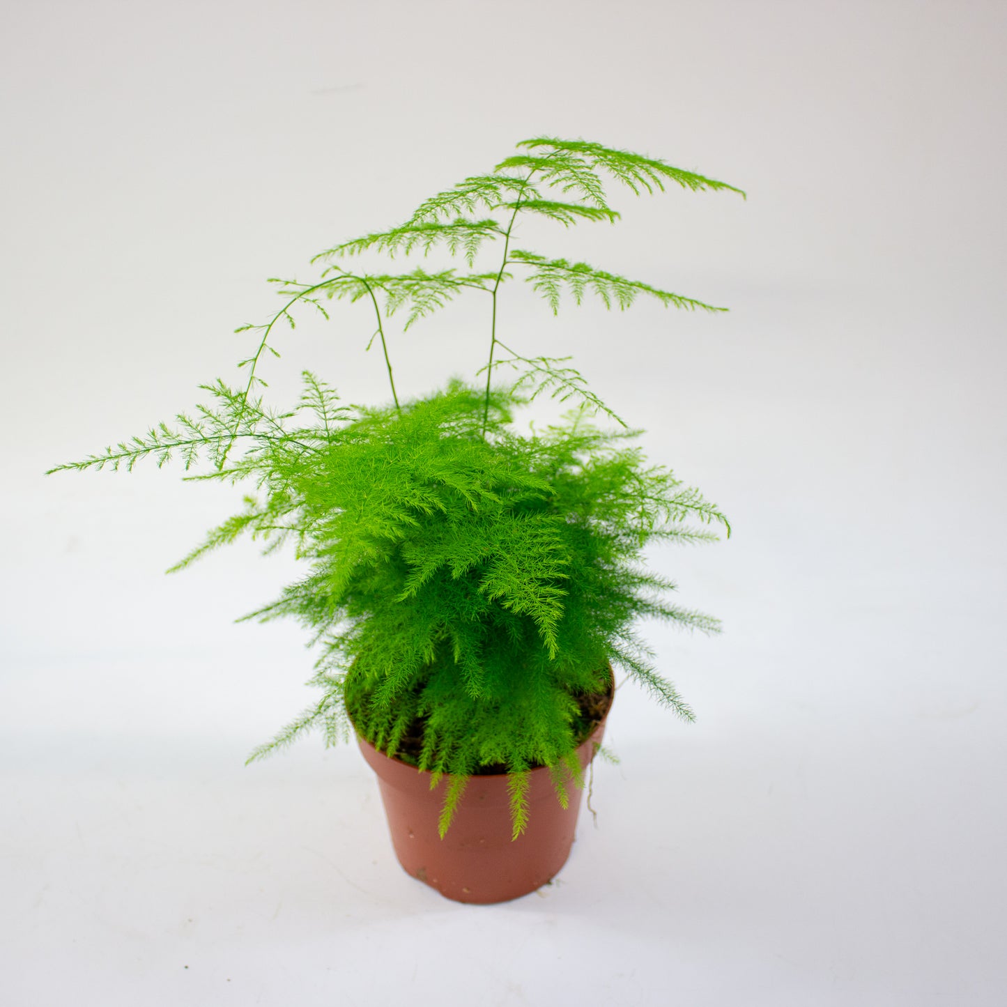 Asparagus setaceus 12cm H30cm