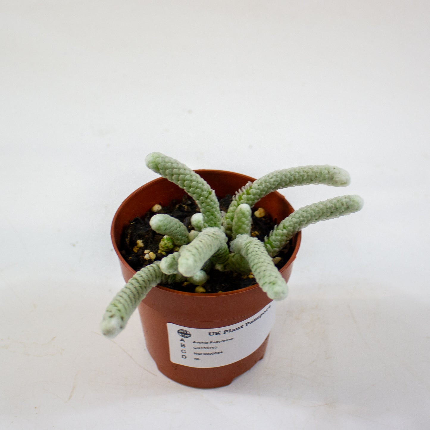 Avonia Papyracea 8.5cm H10cm