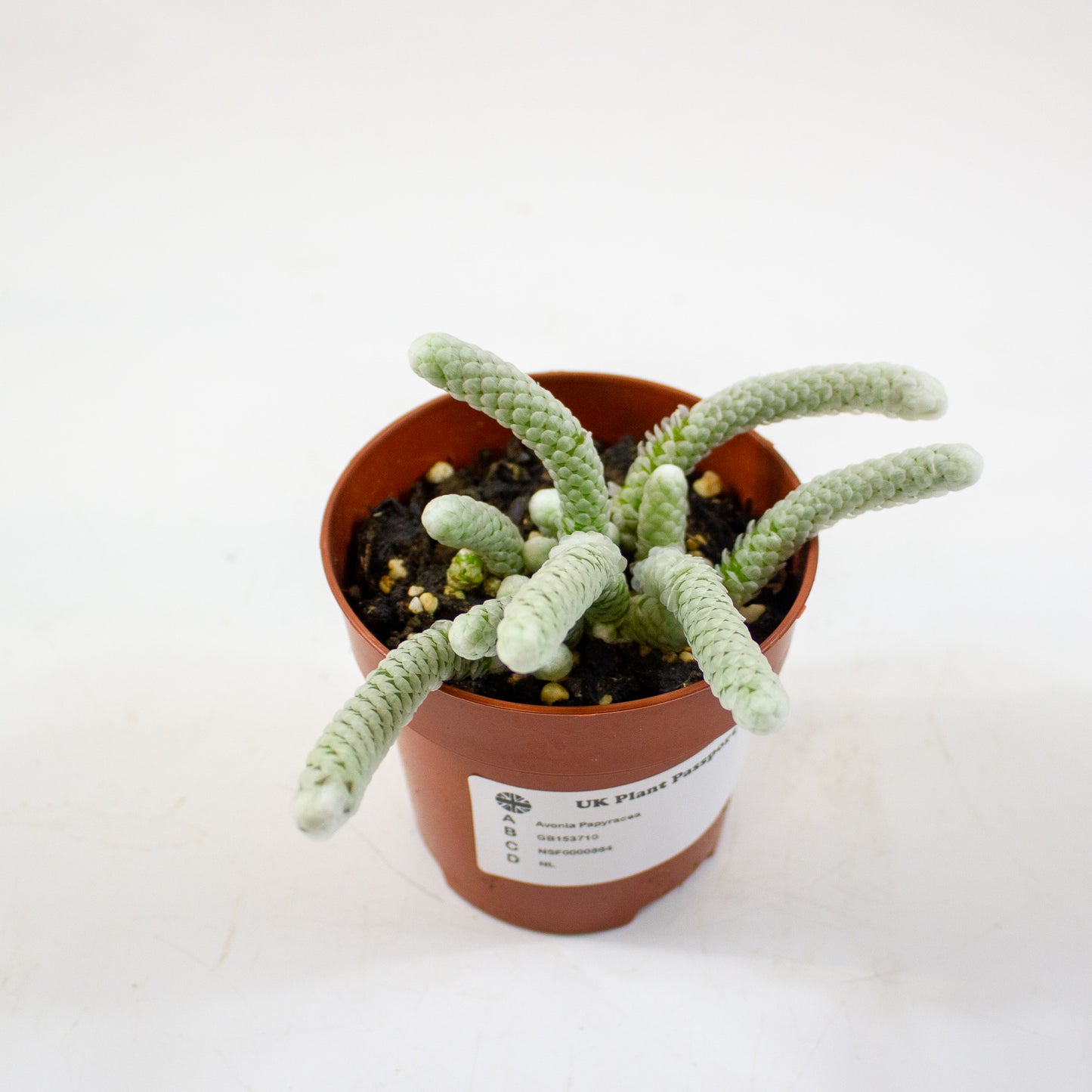 Avonia Papyracea 8.5cm H10cm