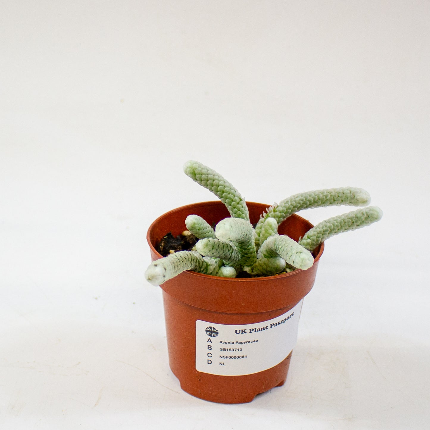 Avonia Papyracea 8.5cm H10cm