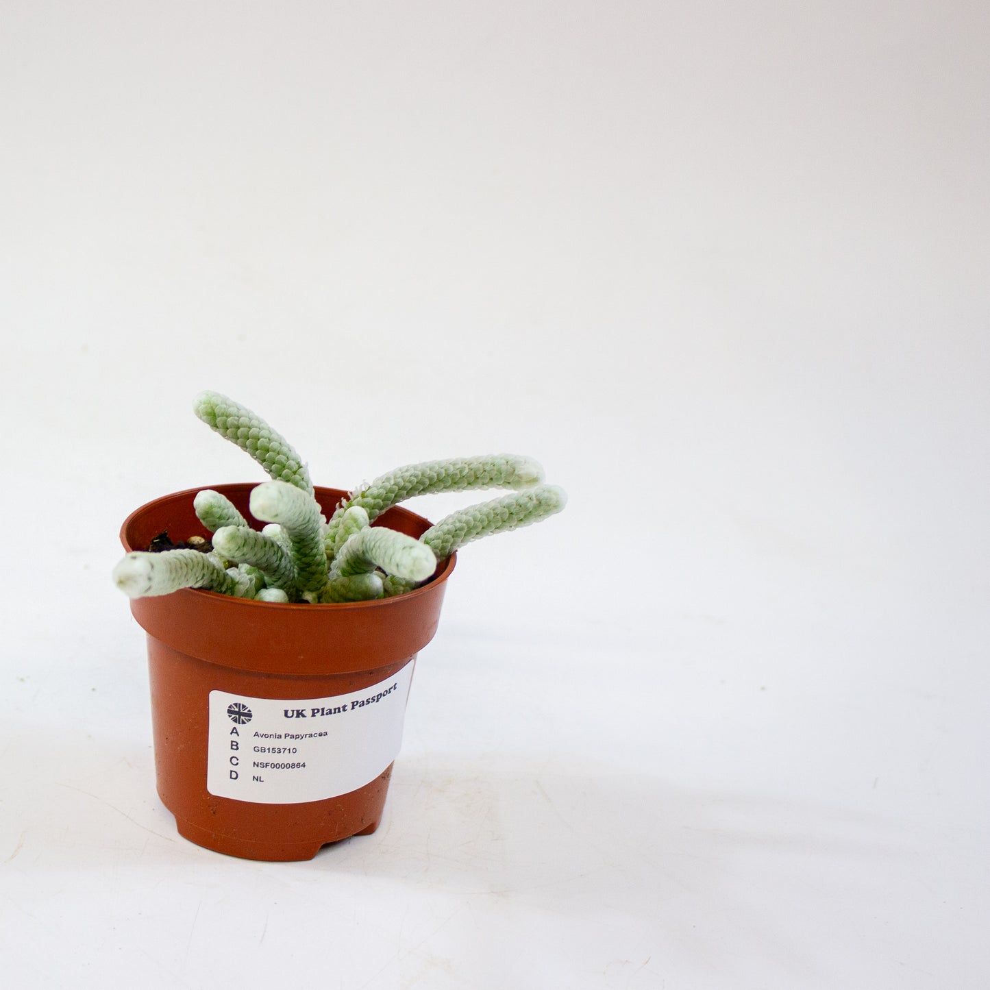 Avonia Papyracea 8.5cm H10cm