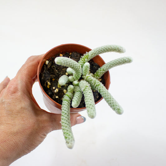 Avonia Papyracea 8.5cm H10cm