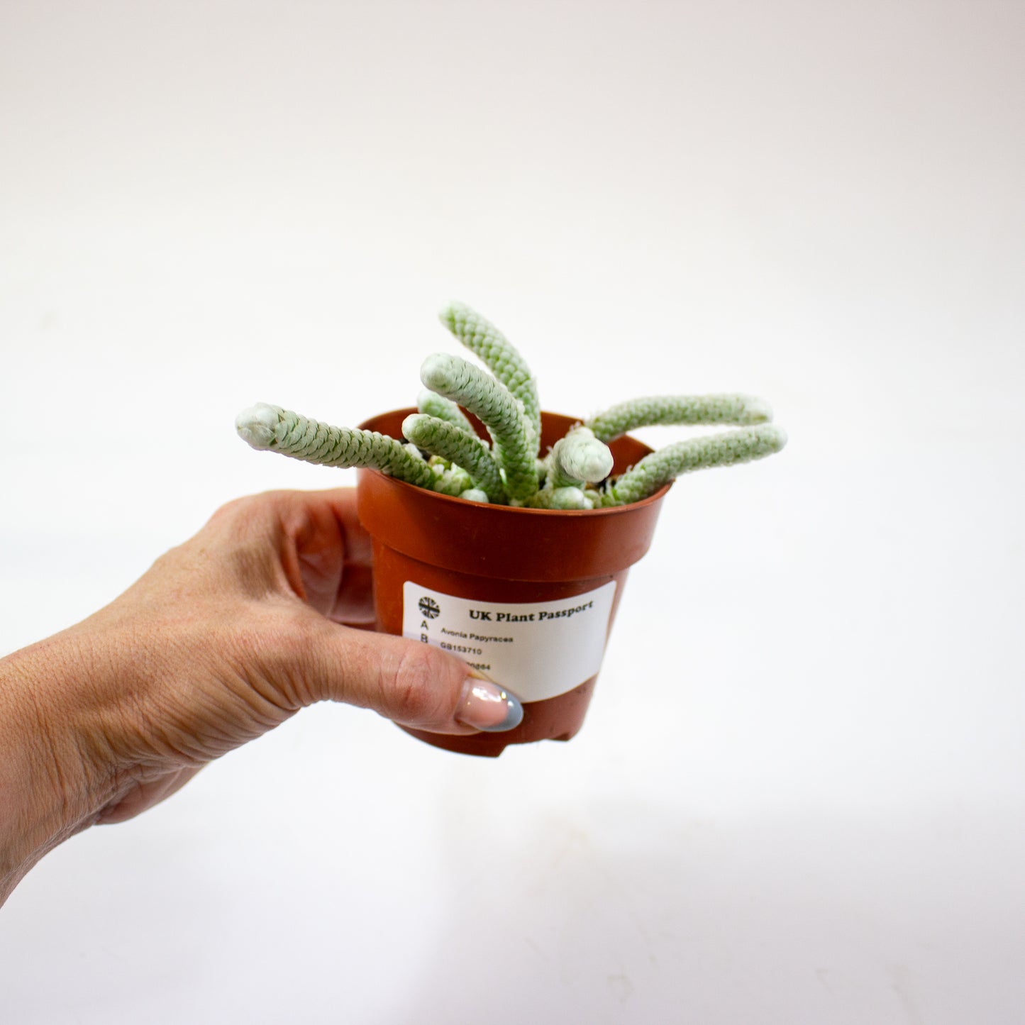 Avonia Papyracea 8.5cm H10cm