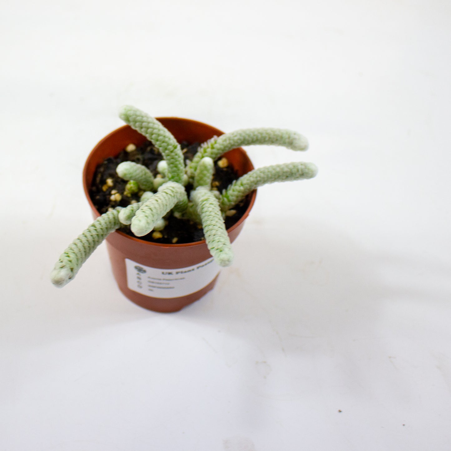 Avonia Papyracea 8.5cm H10cm