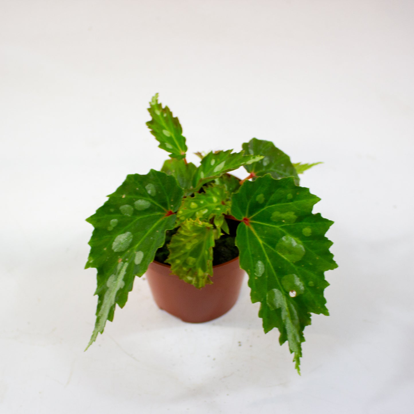 Begonia Mantuk 8cm H12cm