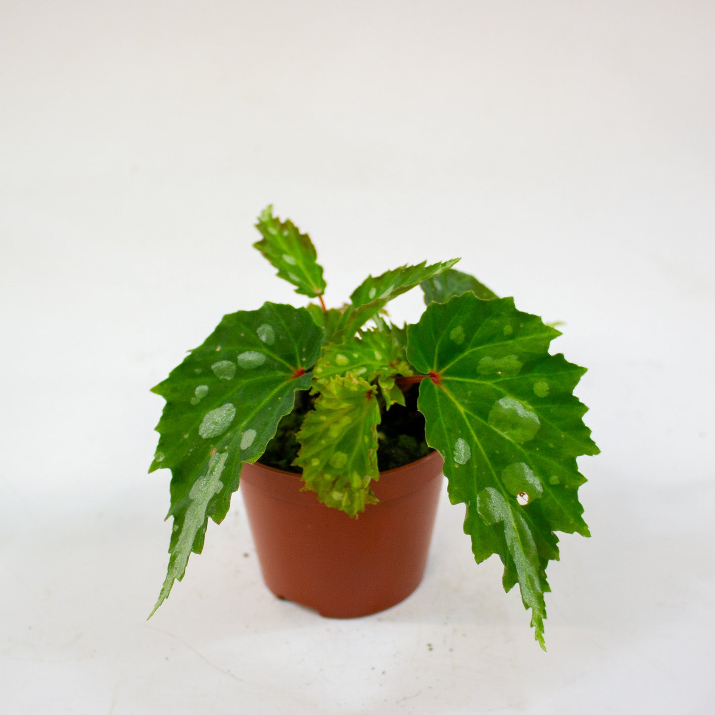 Begonia Mantuk 8cm H12cm