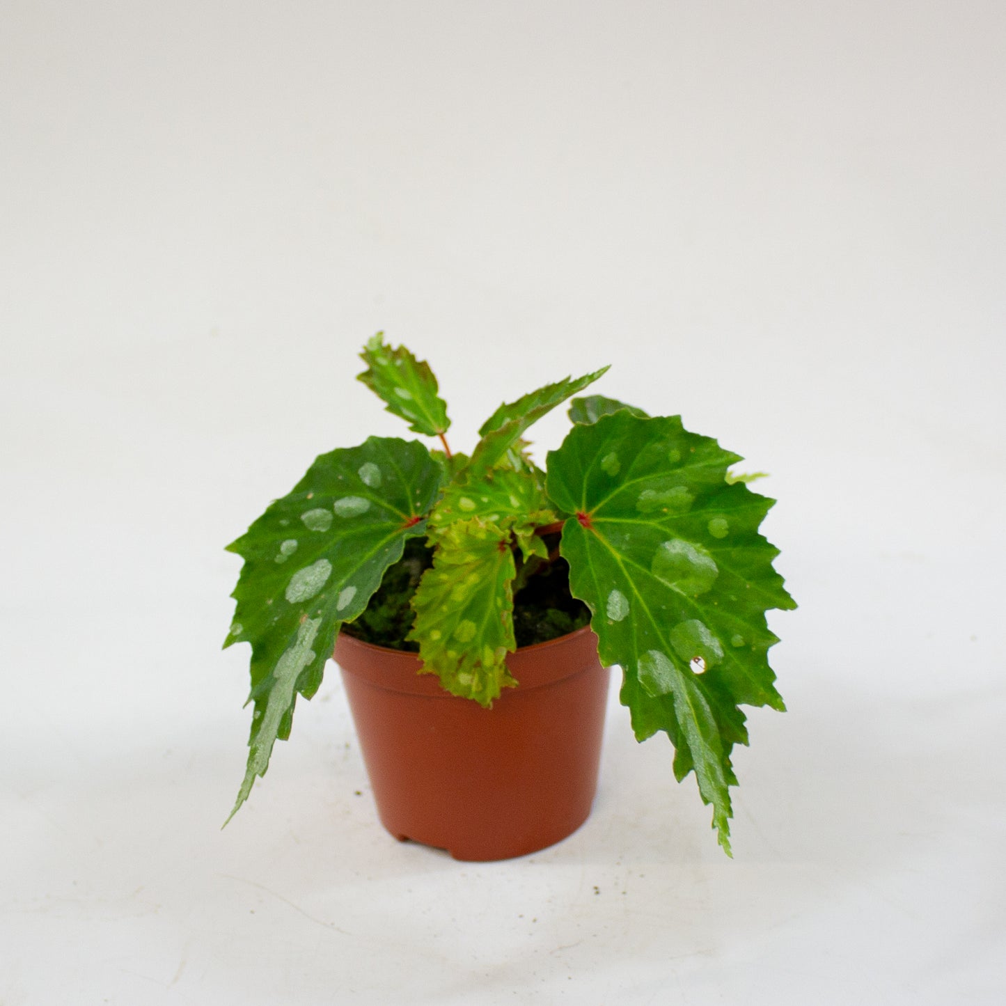 Begonia Mantuk 8cm H12cm