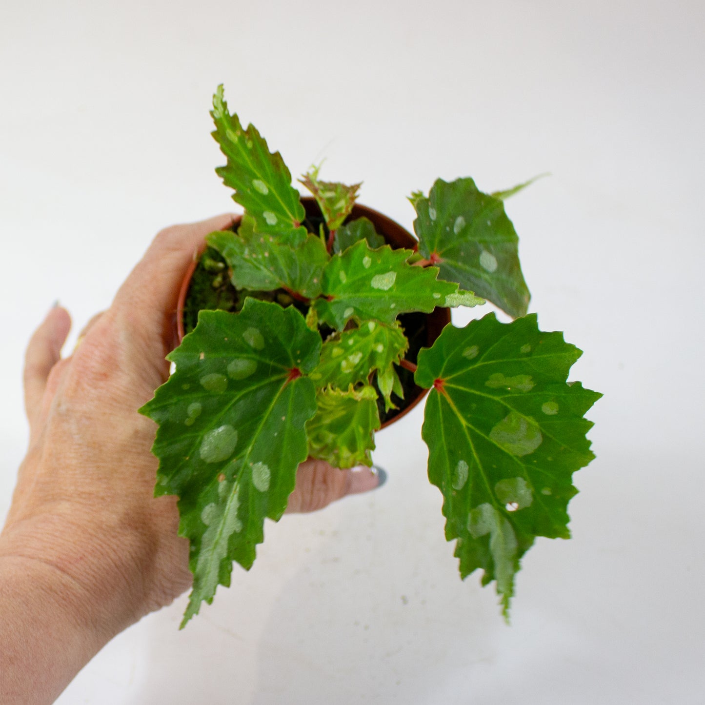Begonia Mantuk 8cm H12cm