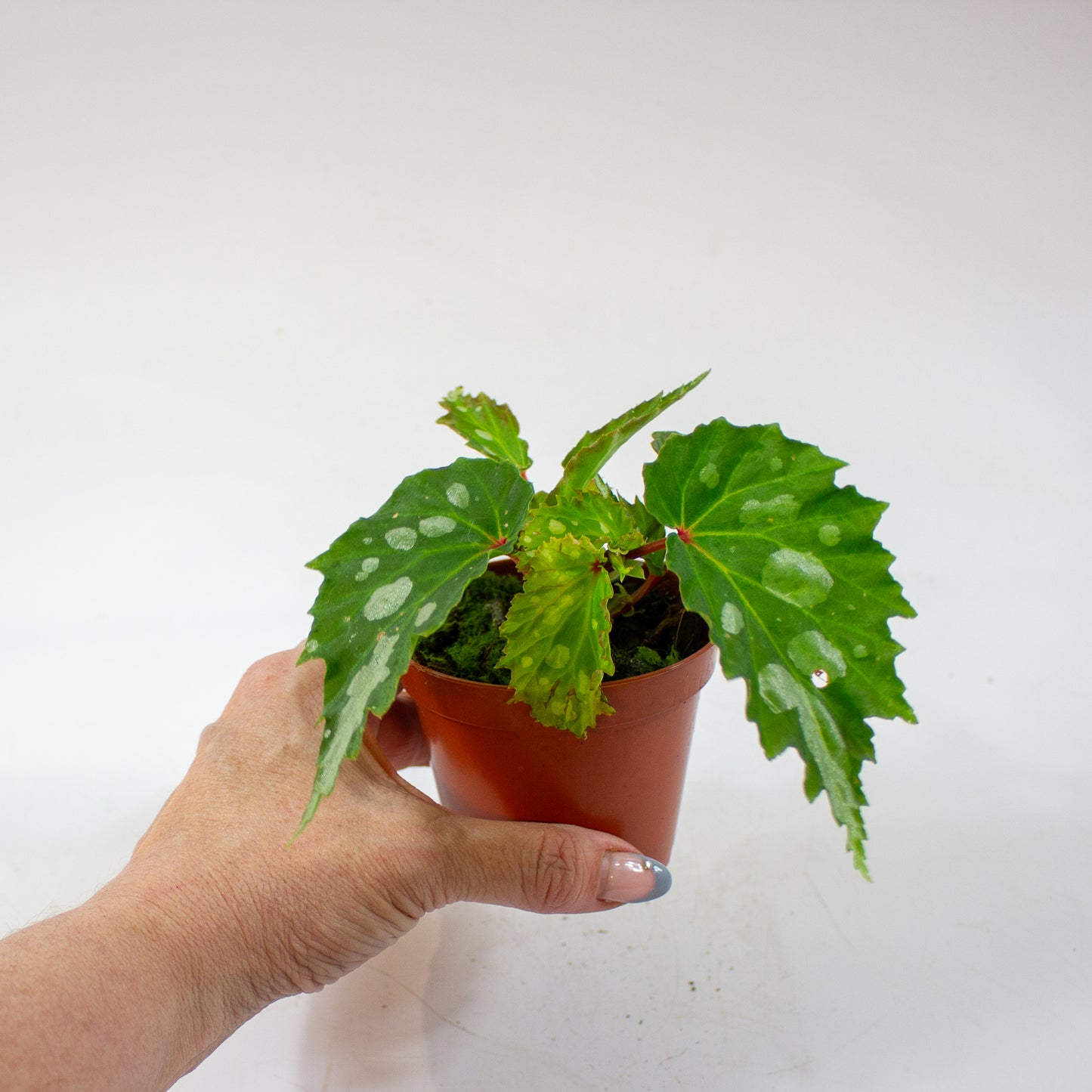 Begonia Mantuk 8cm H12cm