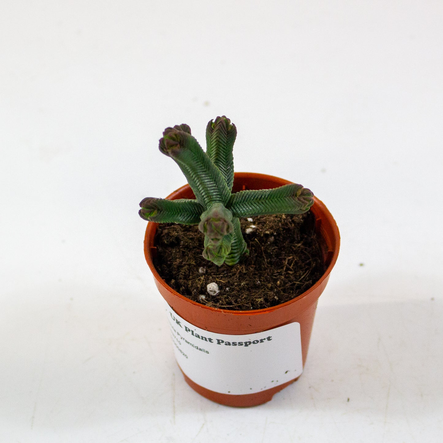 Crassula Pyramidalis 5.5cm H15cm