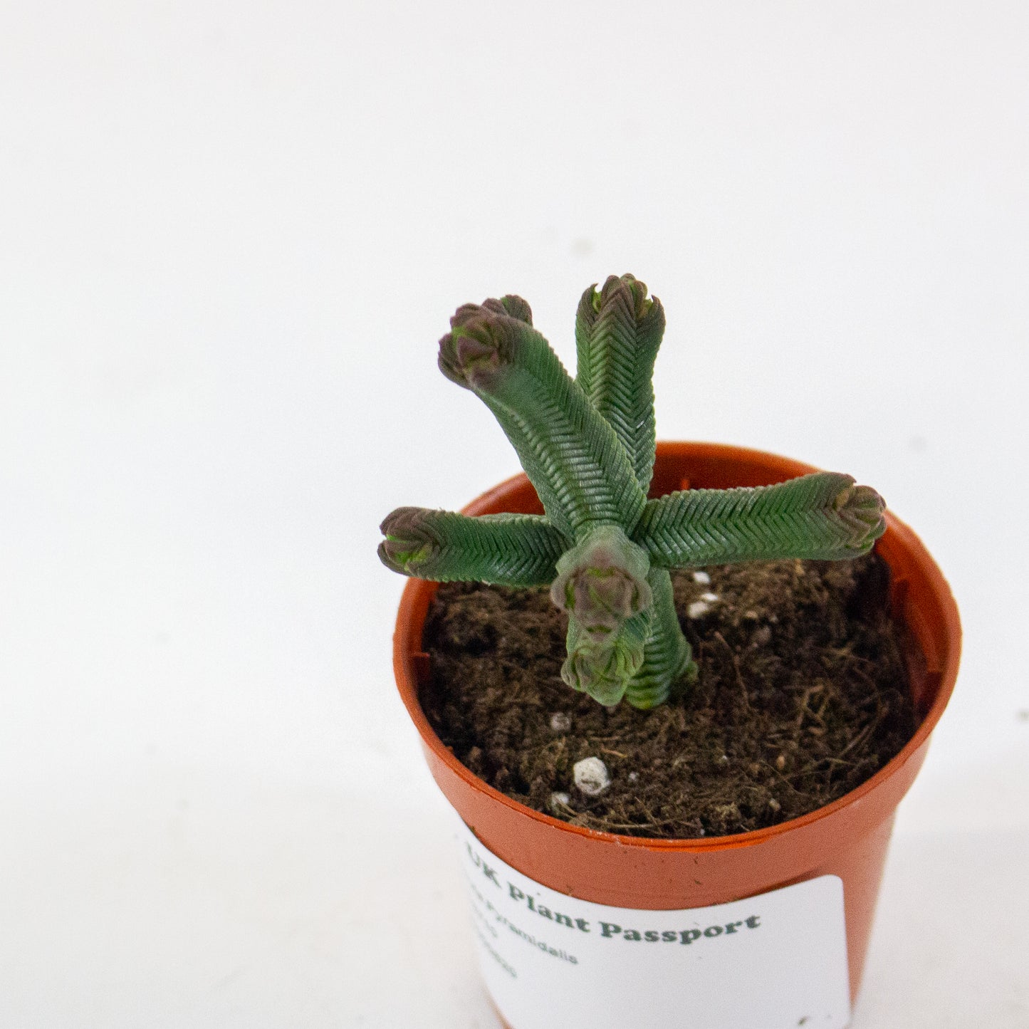 Crassula Pyramidalis 5.5cm H15cm