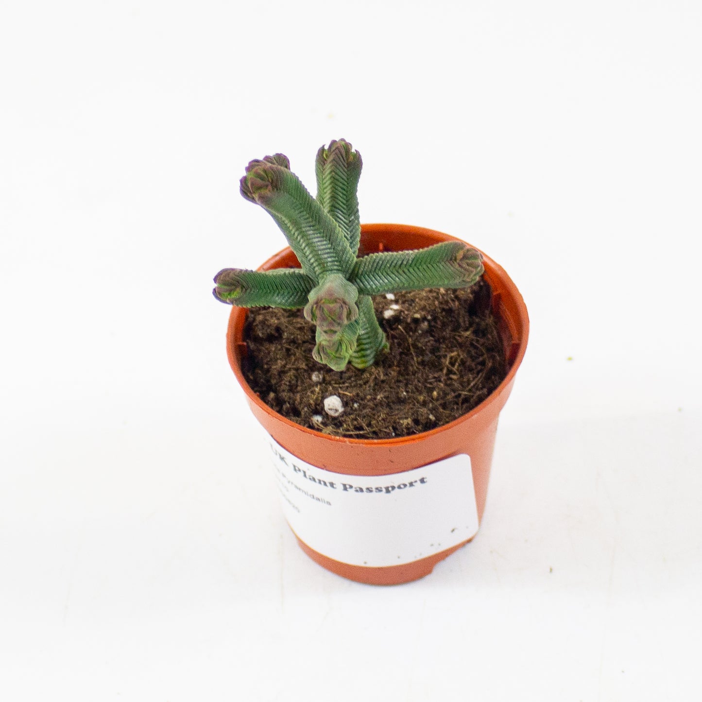 Crassula Pyramidalis 5.5cm H15cm