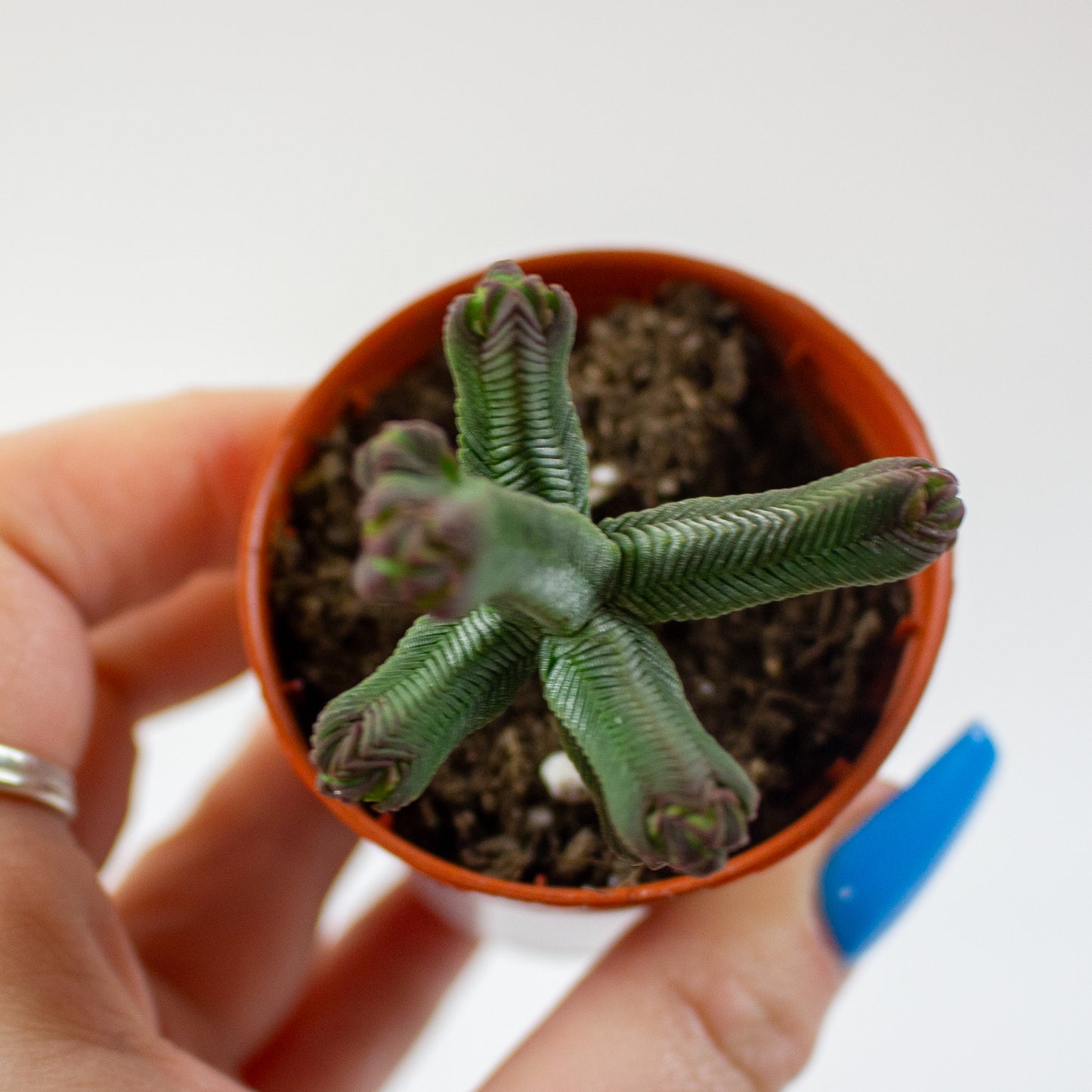 Crassula Pyramidalis 5.5cm H15cm