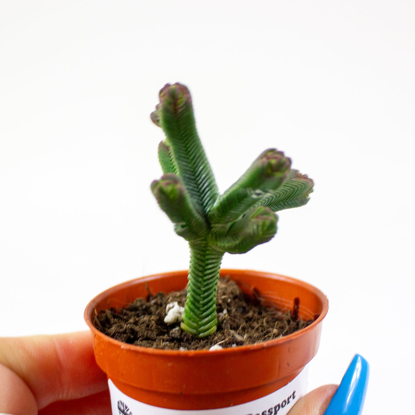 Crassula Pyramidalis 5.5cm H15cm