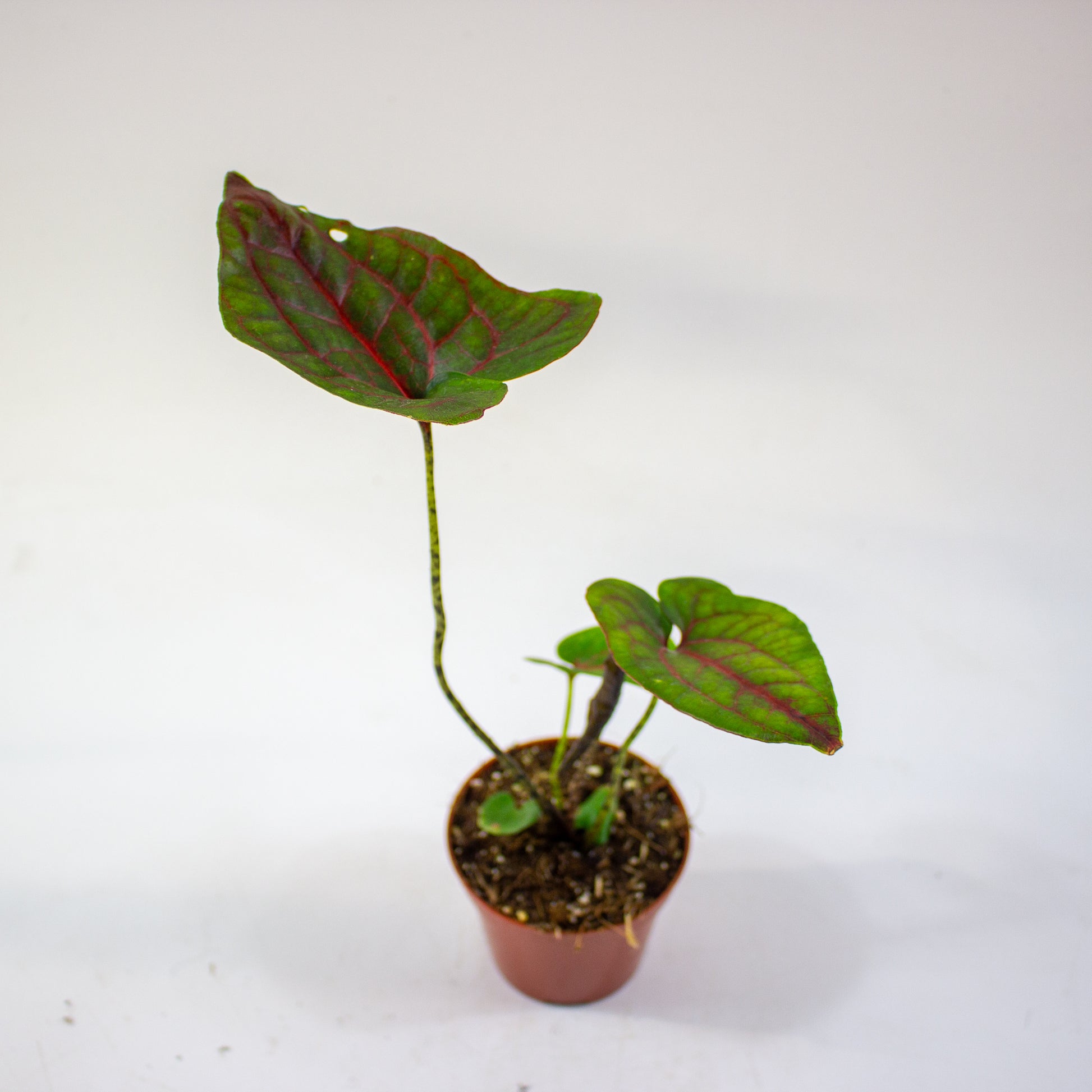 Cyrtosperma johnstonii 2