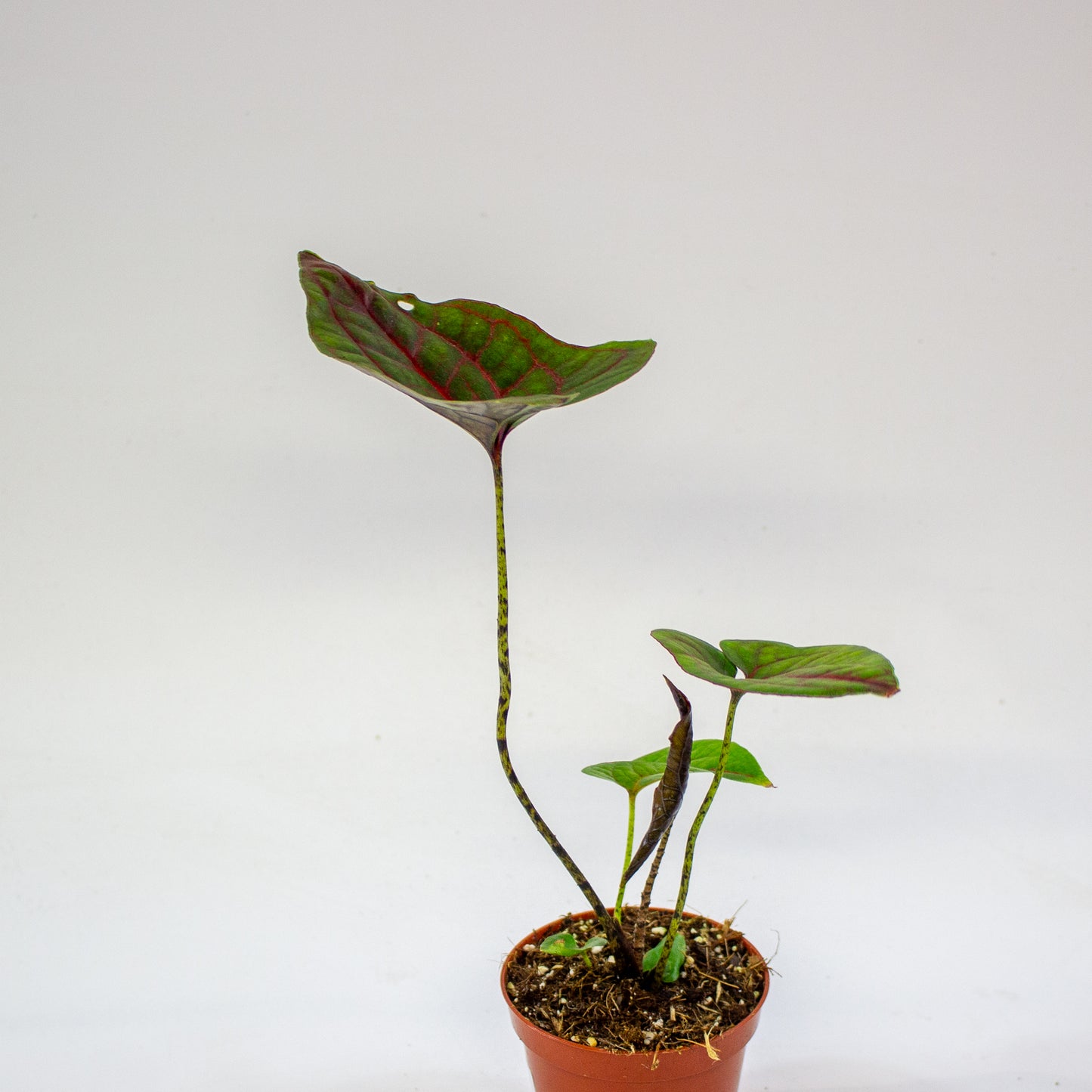 Cyrtosperma johnstonii 3