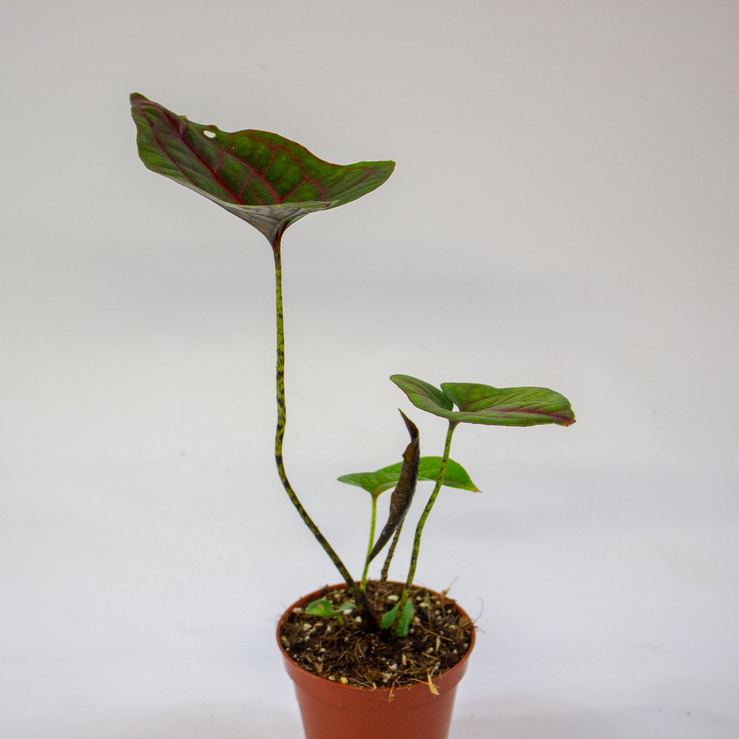 Cyrtosperma johnstonii 4