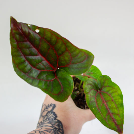 Cyrtosperma johnstonii 1