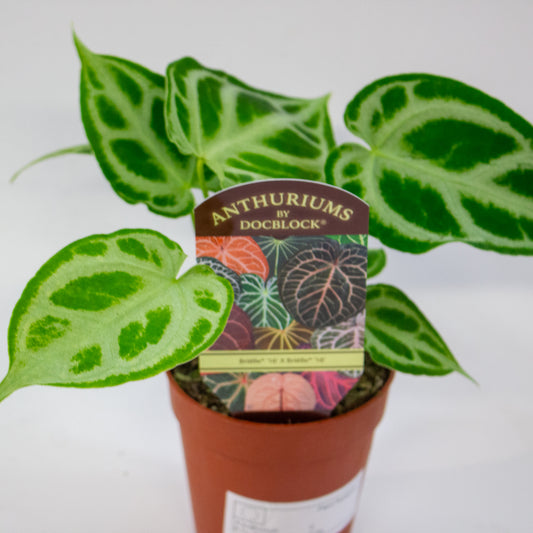 DocBlock Anthurium Briëlle® '16' X Briëlle® '16' 9cm H15cm