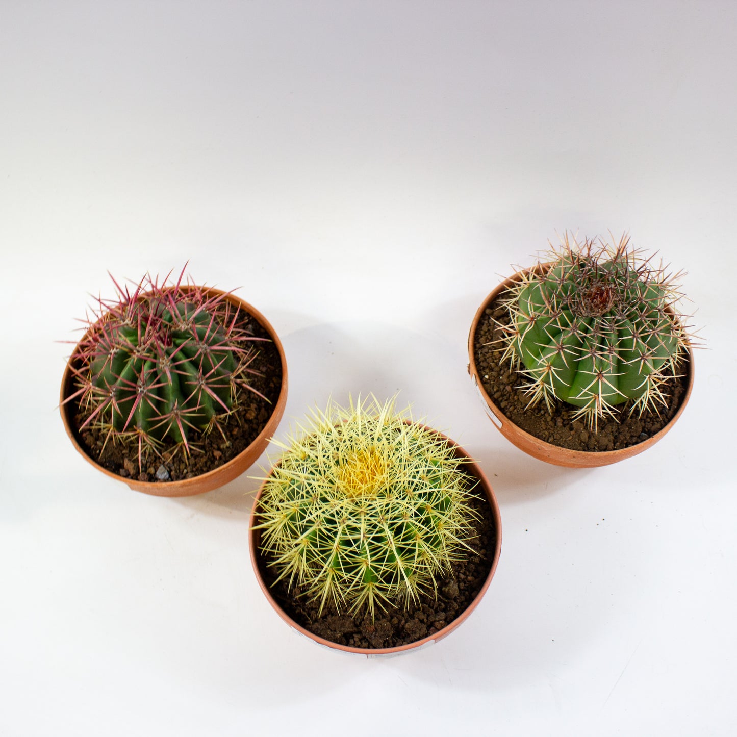 Echinocactus grusonii 19cm H20cm