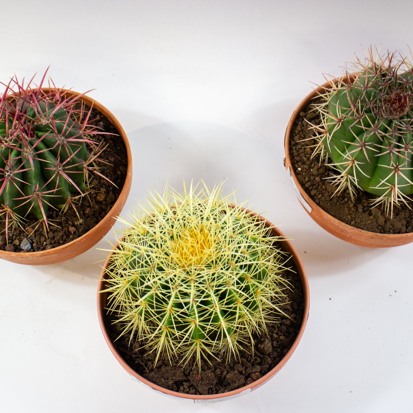 Echinocactus grusonii 19cm H20cm