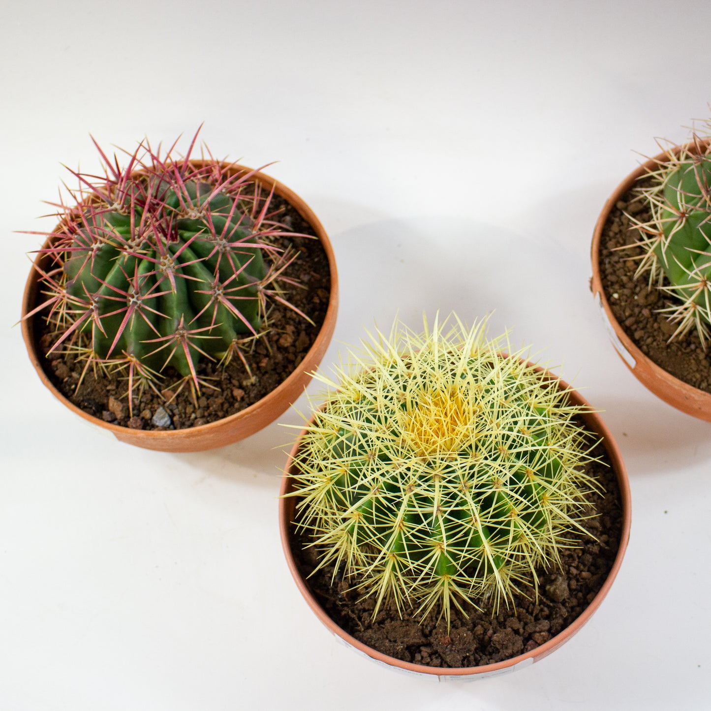 Echinocactus grusonii 19cm H20cm