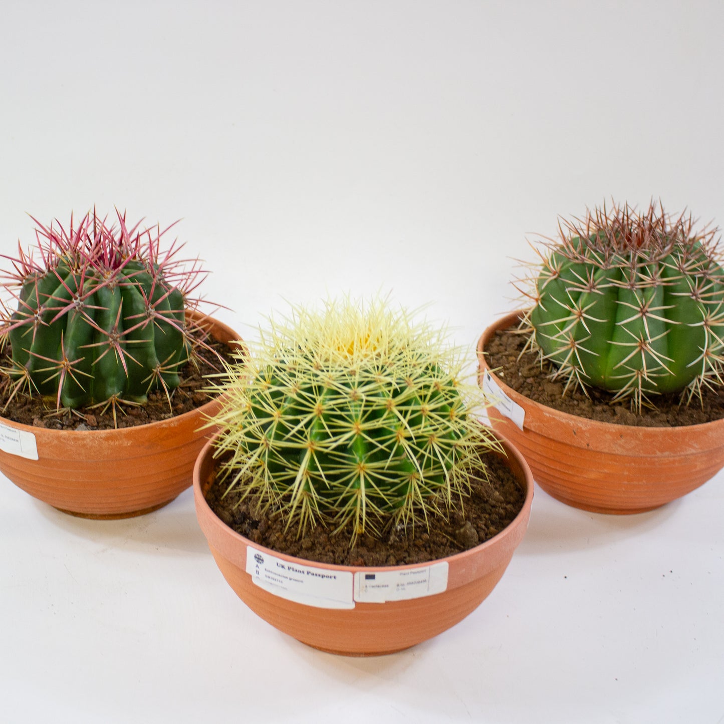 Echinocactus grusonii 19cm H20cm