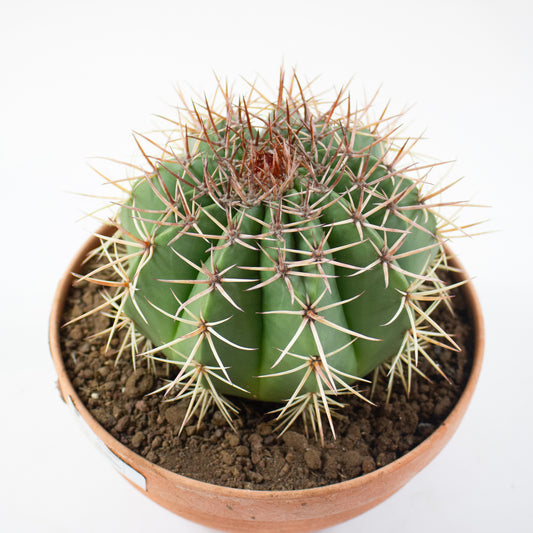 Echinocactus grusonii 19cm H20cm