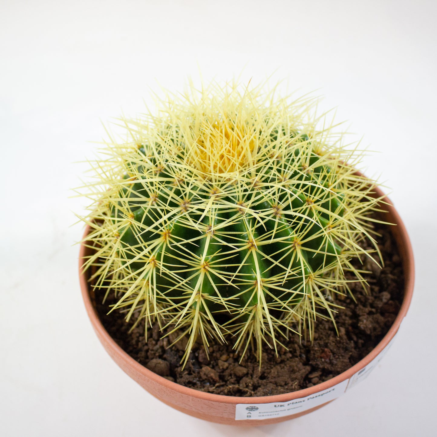 Echinocactus grusonii 19cm H20cm