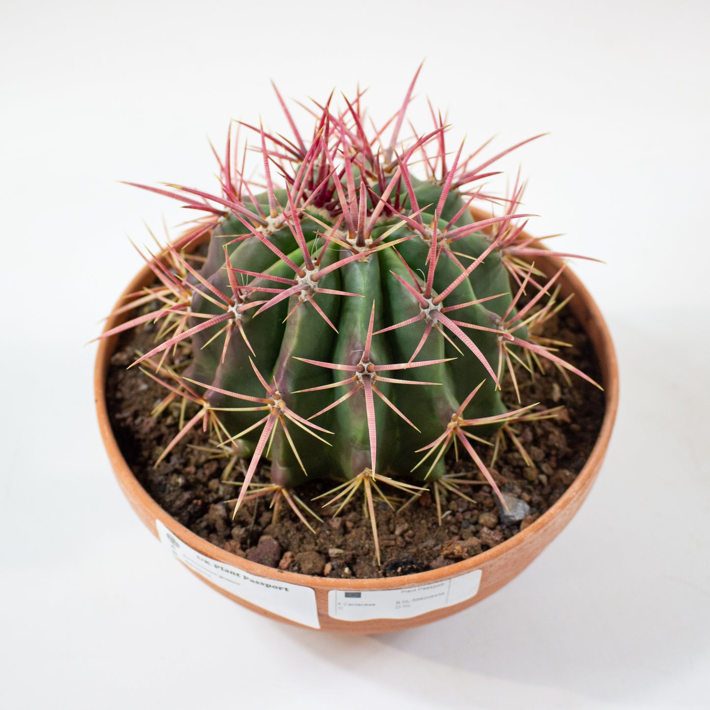 Echinocactus grusonii 19cm H20cm