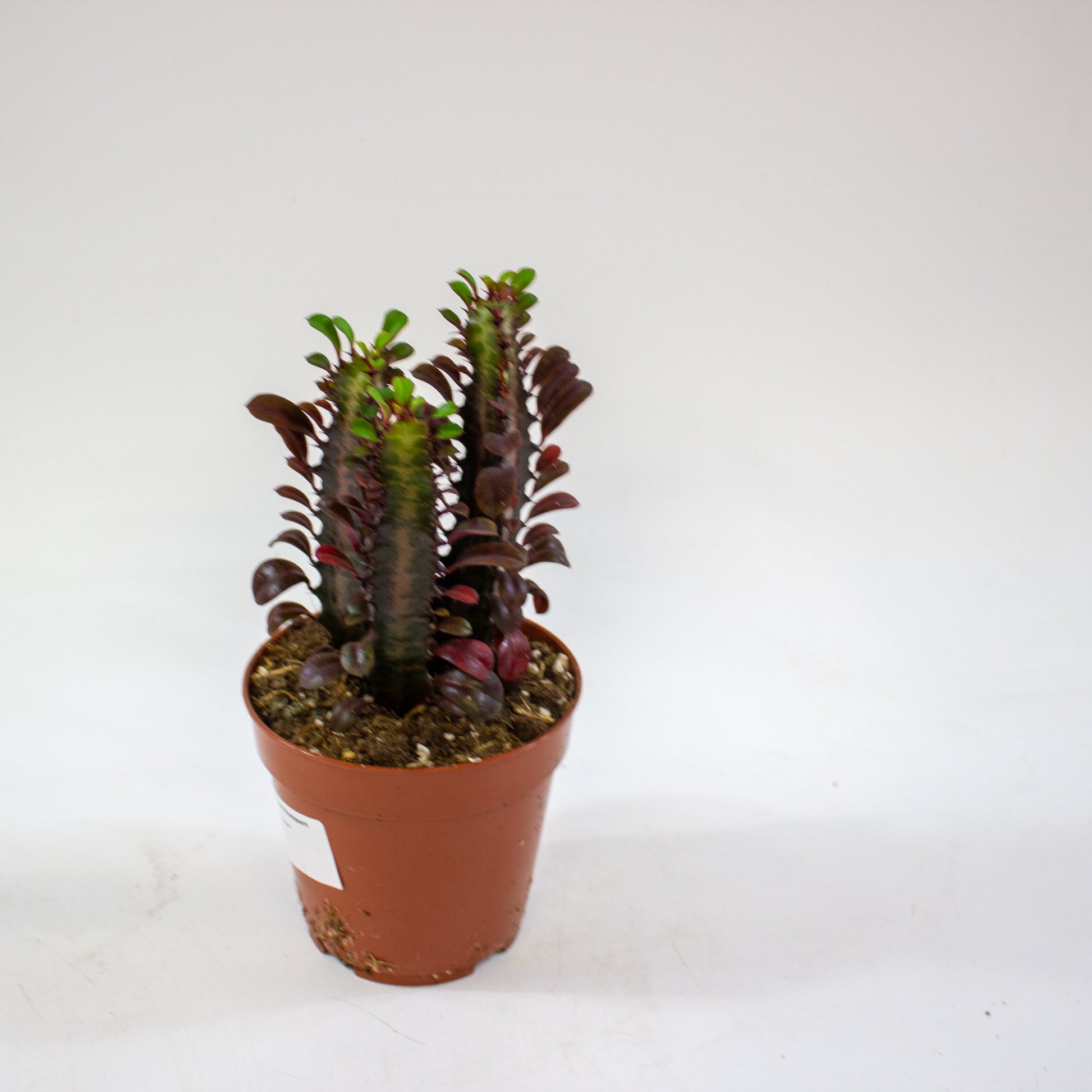 Euphorbia 'Trigona Rubra' 2