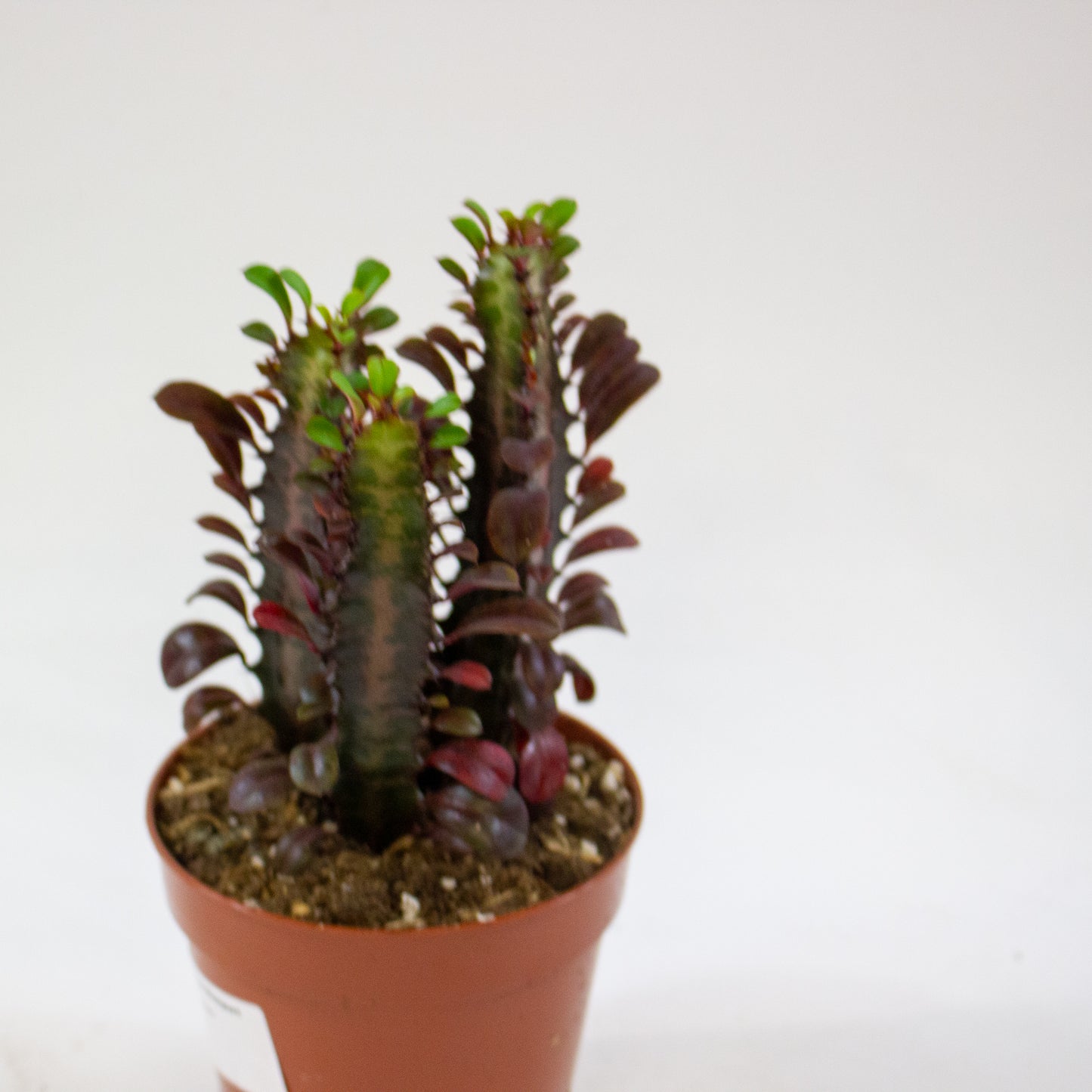 Euphorbia 'Trigona Rubra' 3