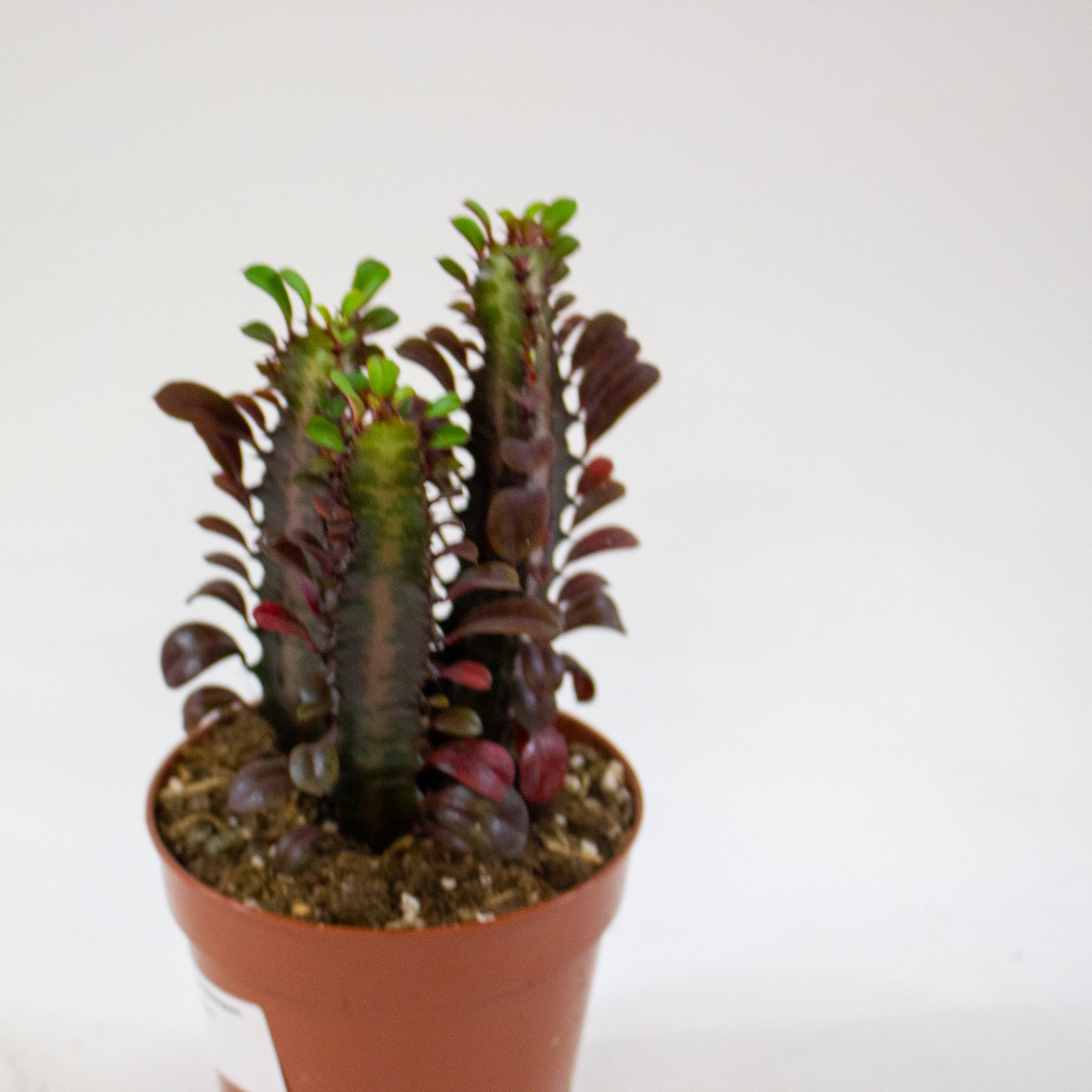 Euphorbia 'Trigona Rubra' 3