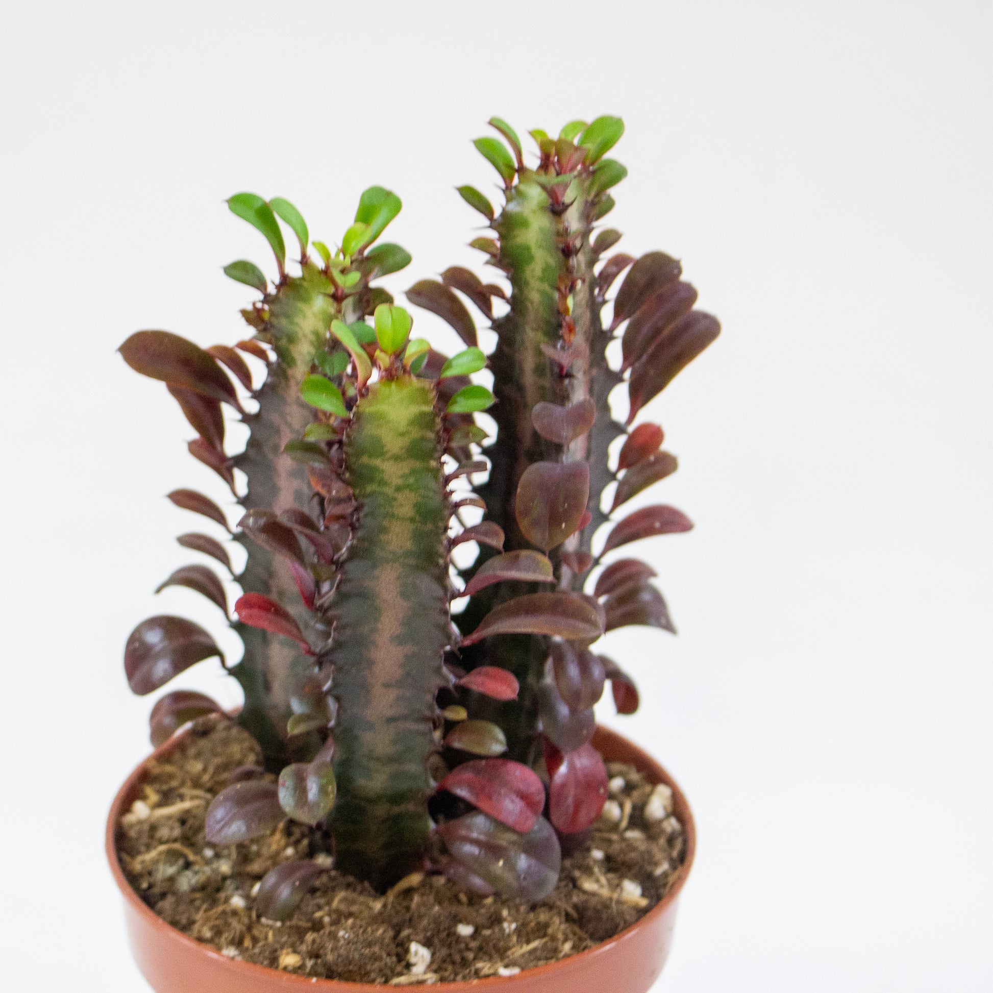 Euphorbia 'Trigona Rubra' 1