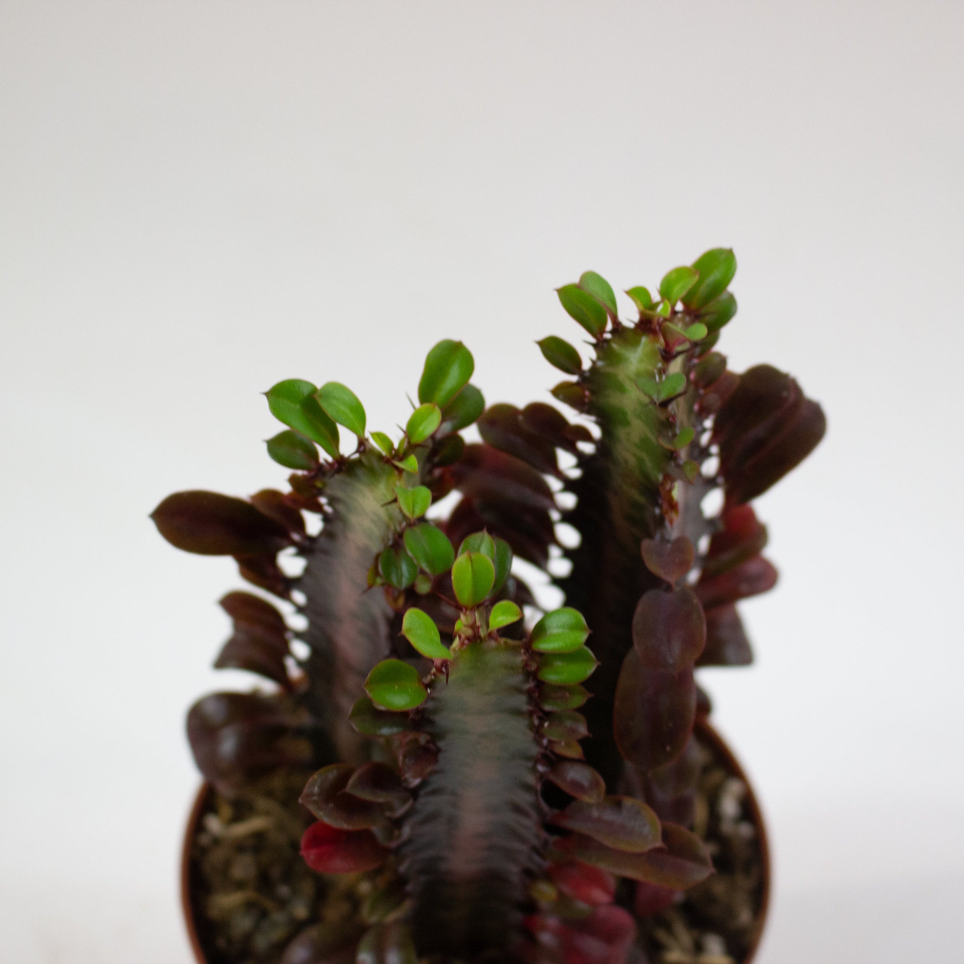 Euphorbia 'Trigona Rubra' 4