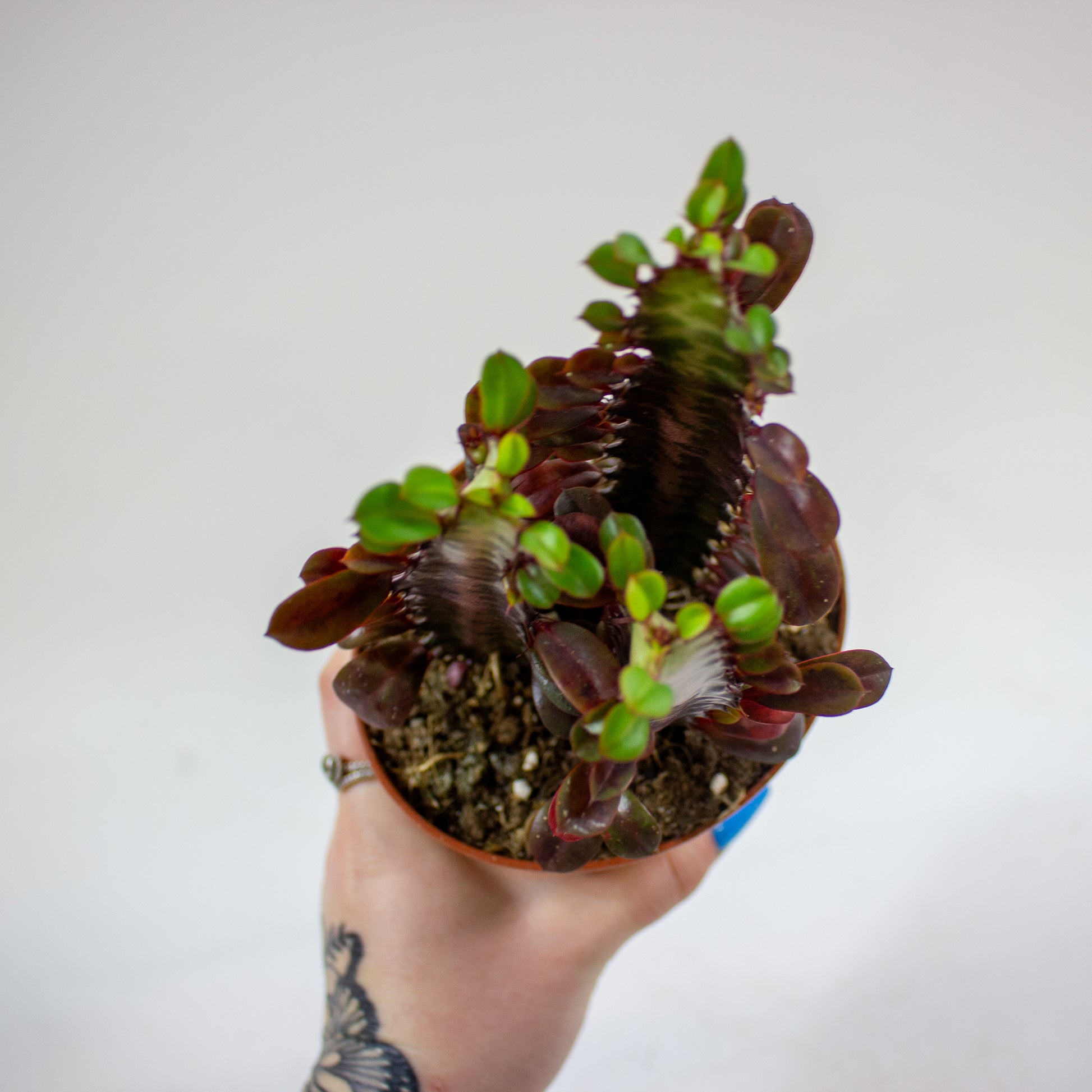 Euphorbia 'Trigona Rubra' 5