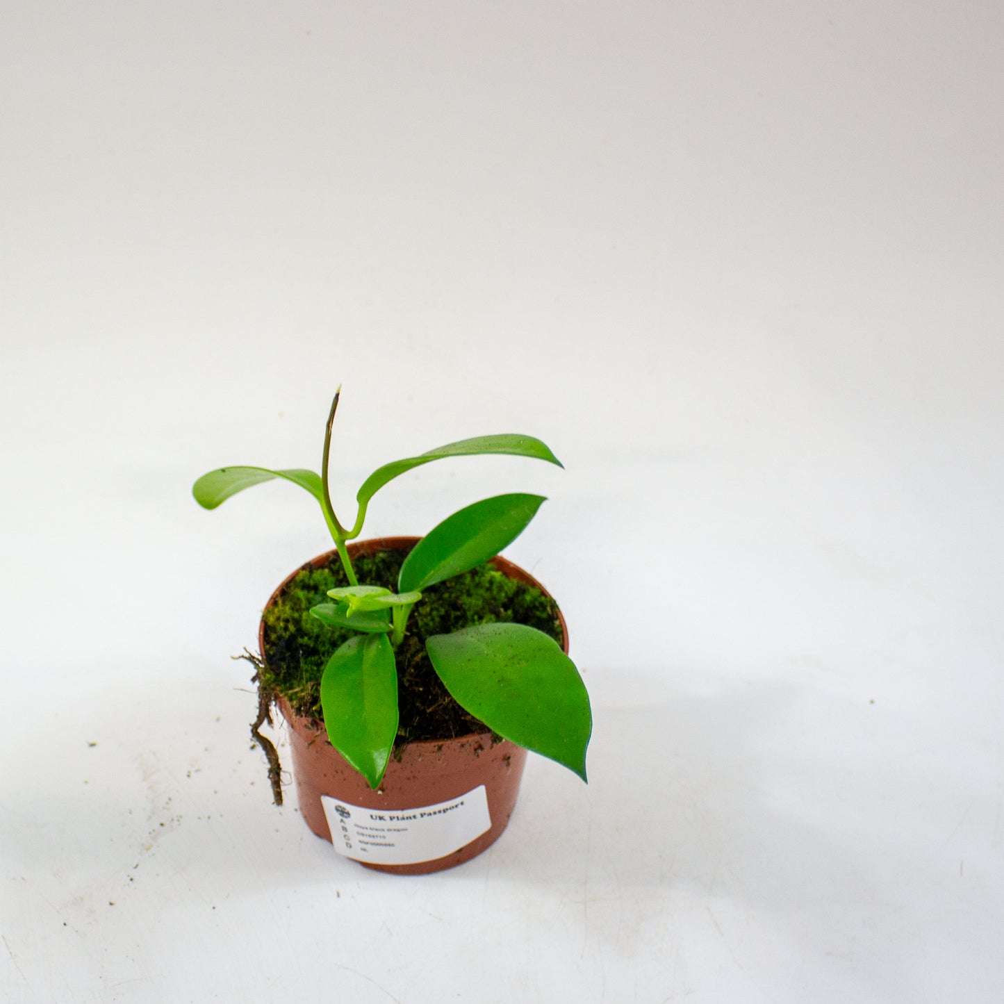 Hoya black dragon 10.5cm H2cm