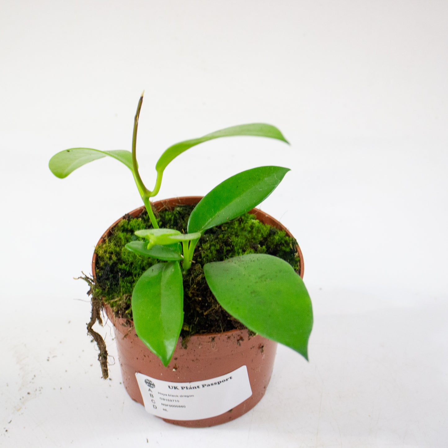 Hoya black dragon 10.5cm H2cm