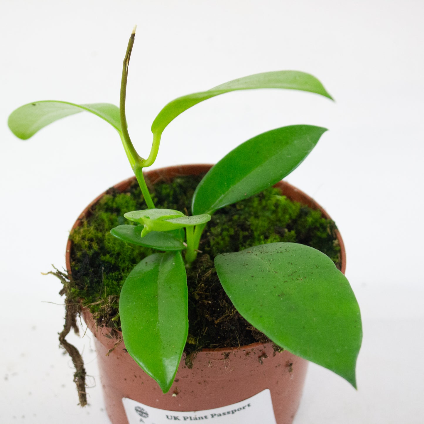 Hoya black dragon 10.5cm H2cm