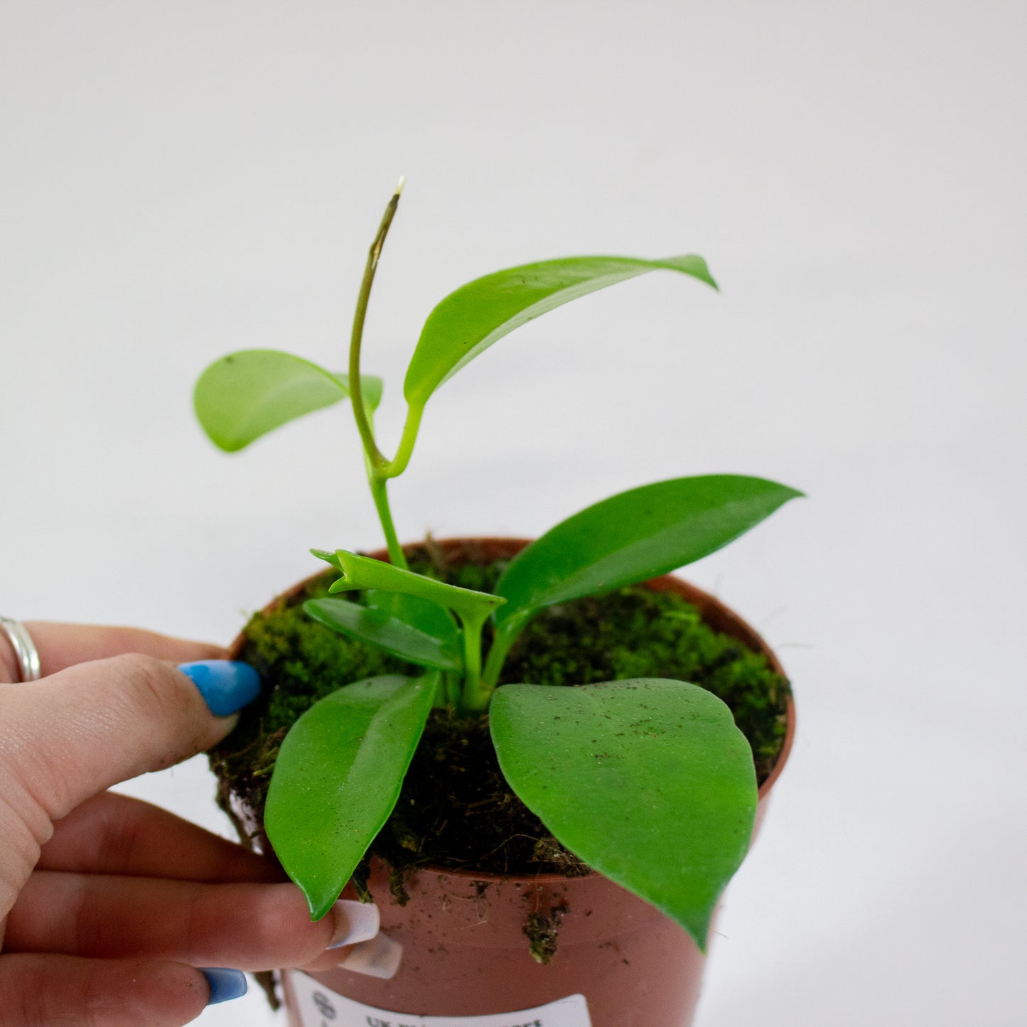 Hoya black dragon 10.5cm H2cm