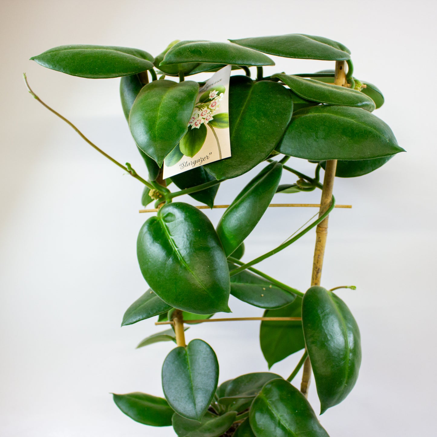 Hoya calycina Stargazer 17cm H70cm