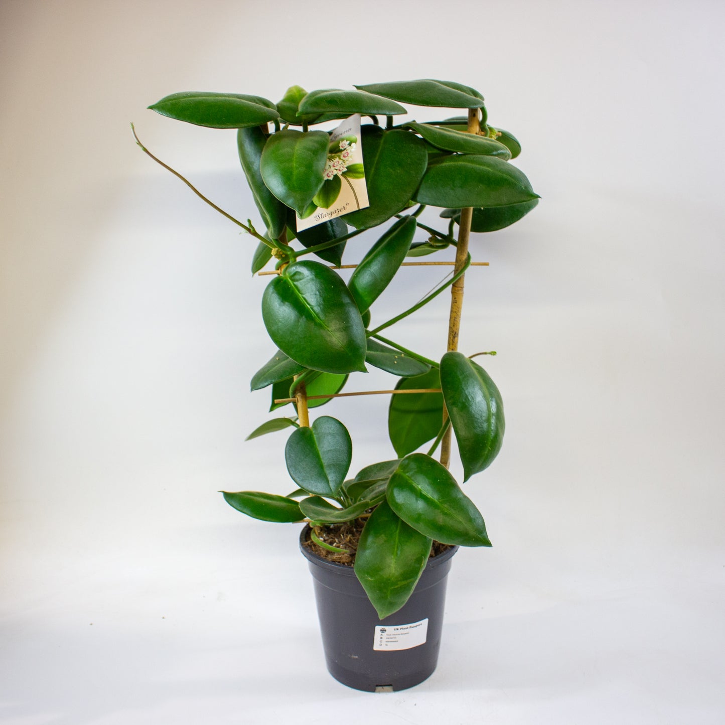Hoya calycina Stargazer 17cm H70cm