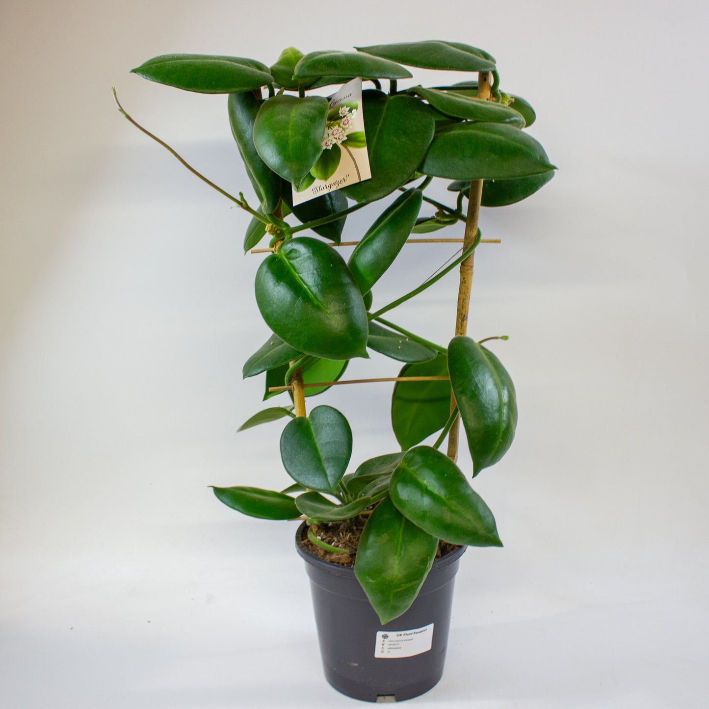 Hoya calycina Stargazer 17cm H70cm