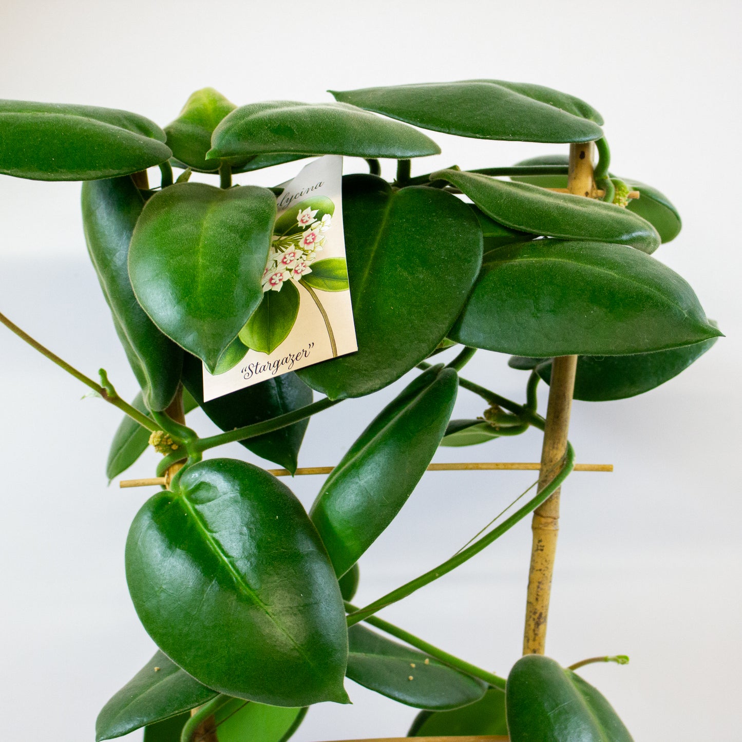 Hoya calycina Stargazer 17cm H70cm