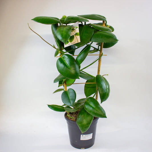 Hoya calycina Stargazer 17cm H70cm