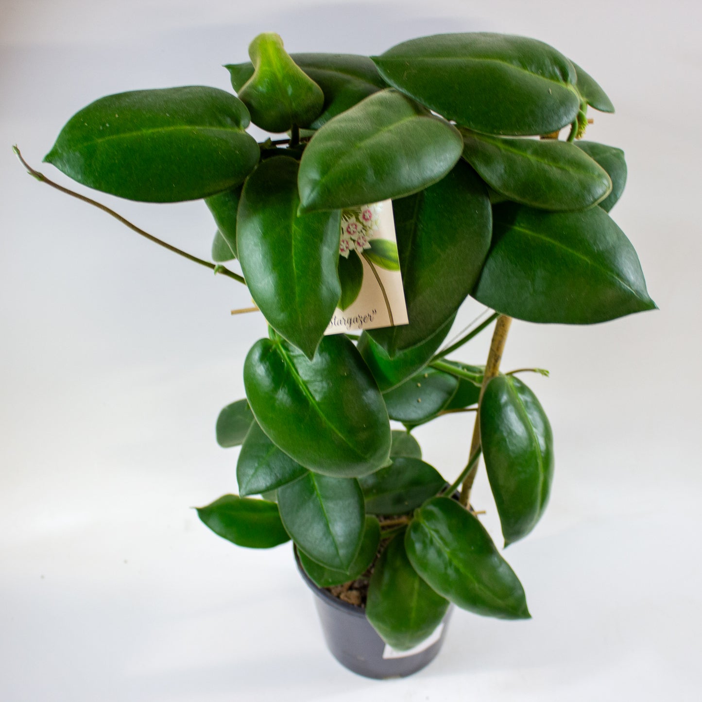 Hoya calycina Stargazer 17cm H70cm