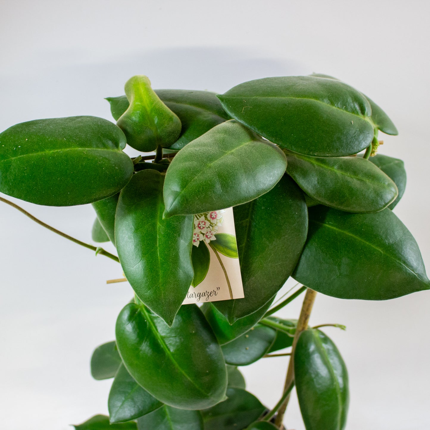 Hoya calycina Stargazer 17cm H70cm
